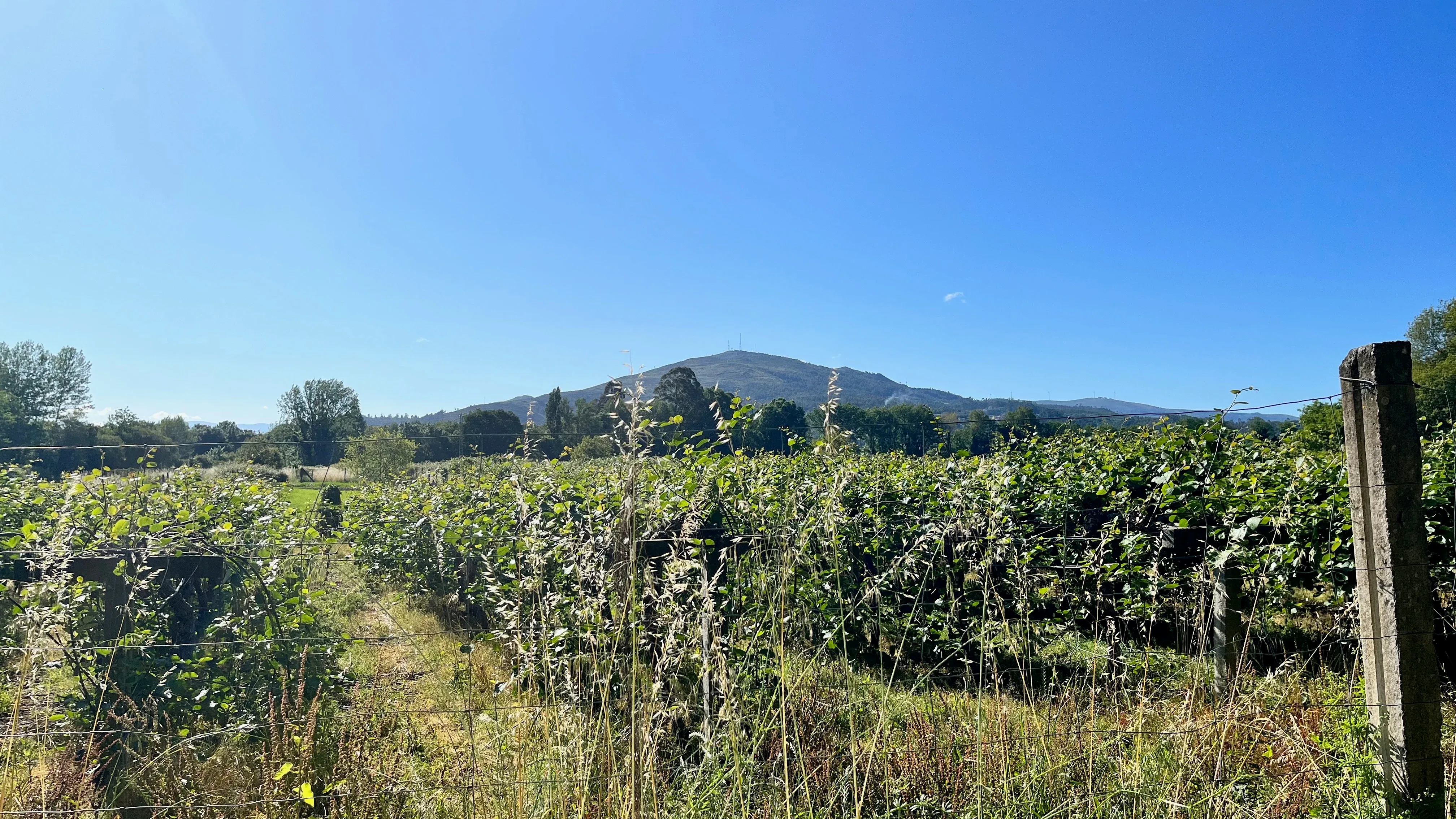 Some vineyards