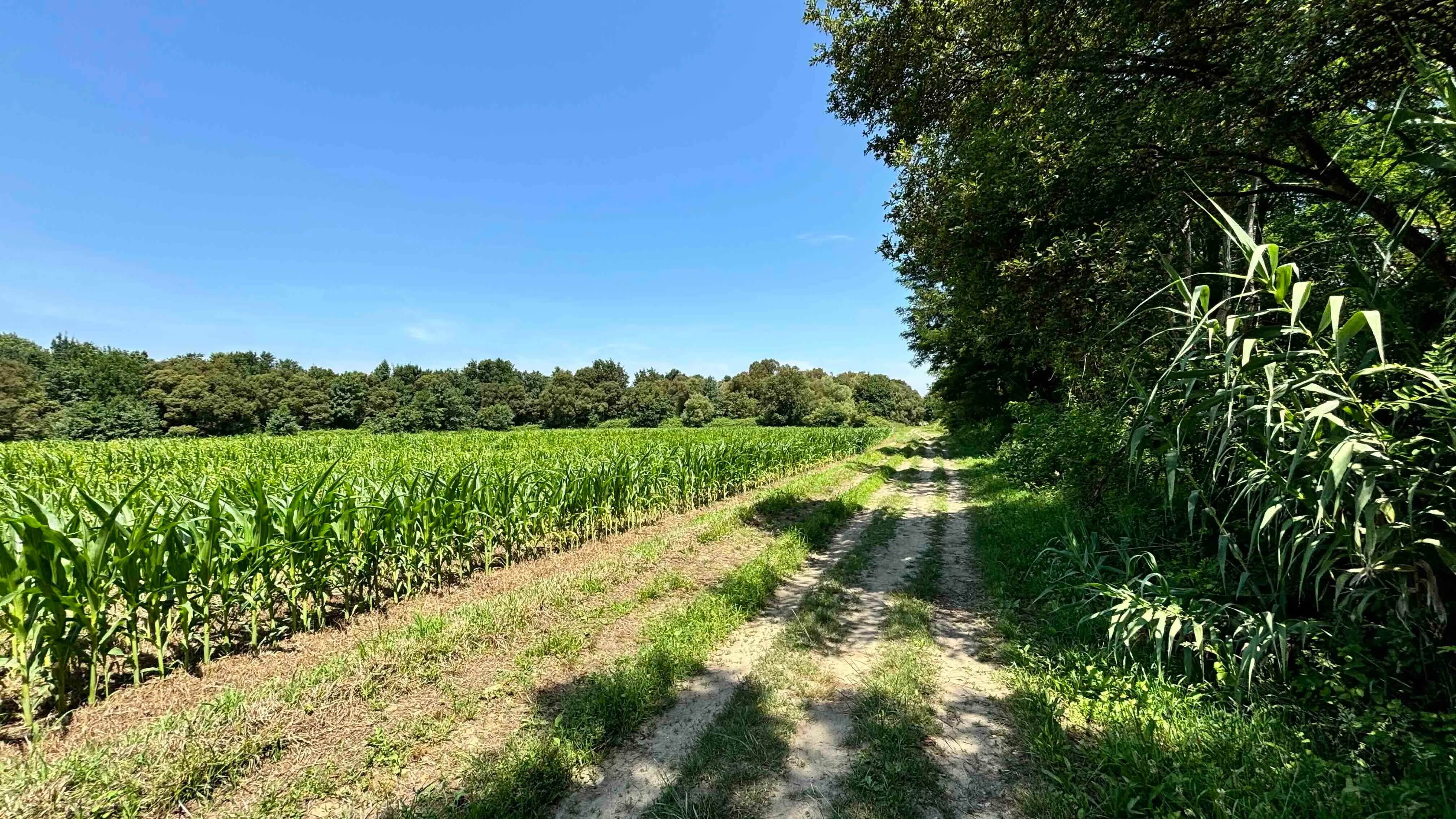 Walking along some farmland today